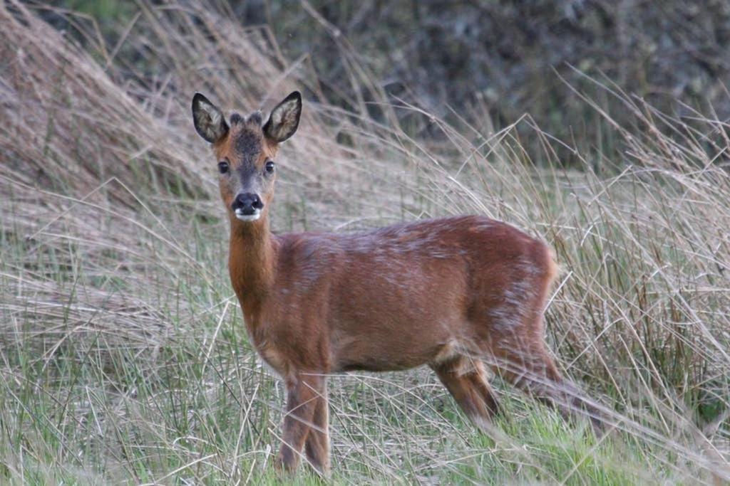 Easter Corrie Cottages Ballindalloch ภายนอก รูปภาพ